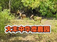 盐城大丰中华麋鹿园