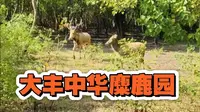 盐城大丰中华麋鹿园