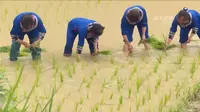 重庆酉阳：贡米之乡插秧忙 来花田乡体验梯田插秧