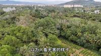 在海南兴隆热带植物园