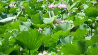滦南县北河公园荷花竞相绽放，到了最佳观赏季节。