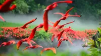 【小弋】𝑽𝑳𝑶𝑮𝟎𝟑 | 长隆飞鸟🐦️乐园 | 暴走一整天 | 晒红啦555☀️