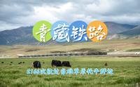 【青藏铁路】高原梦曲：Z166次驶过当雄草原的牦牛群边，接近羊八林站