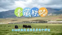 【青藏铁路】高原梦曲：Z166次驶过当雄草原的牦牛群边，接近羊八林站