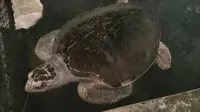 湛江硇洲岛海龟城的太平洋丽龟