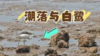 海滨之歌：连云港西墅大沙湾的潮落与白鹭