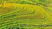 文山富宁那耶梯田美景如画