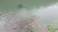 武夷山桃源洞（喂鱼）