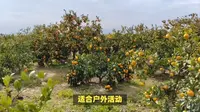 奉贤海湾国家森林公园旅游攻略