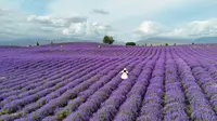 自驾旅行，新疆伊犁霍城薰衣草花海，解忧公主农场游玩攻略