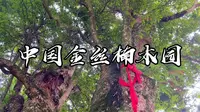 重庆酉阳发现大量千年金丝楠木，树王已超1500岁，村民奉为守护神