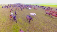 新疆·昭苏“牧歌昭苏·天马故乡”