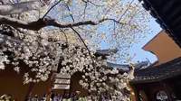 Vlog｜龙华寺 春天 白玉兰花盛开 出来散散心