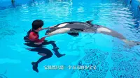 谁家弟弟才百天就2.8米？ 朝夕相伴 全心守护 #上海海昌海洋公园 虎鲸家族 每一寸的成长都凝聚满满爱意