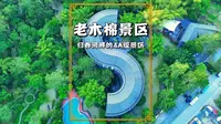 广西小众景区老木棉，与德天瀑布相邻，位于中国最爱国的归春河畔