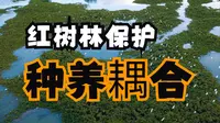 【地理热点】保护红树林！来看看湛江红树林种植—生态养殖耦合新模式