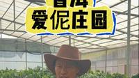参观普洱小瑞士-爱伲庄园