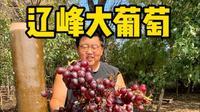 辽峰葡萄朋友们吃过没有