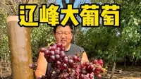 辽峰葡萄朋友们吃过没有