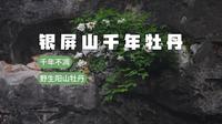 千年不凋的奇迹之花——银屏山古老的野生阳山牡丹
