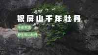 千年不凋的奇迹之花——银屏山古老的野生阳山牡丹