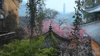 雨中逢花丨拜访国清寺千年隋梅