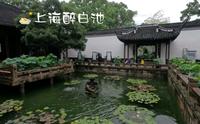 【第一视角POV】【上海醉白池】美丽的江南古典园林，夏日赏荷推荐地