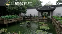 【第一视角POV】【上海醉白池】美丽的江南古典园林，夏日赏荷推荐地