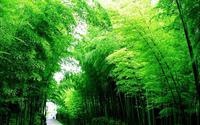 中国最壮观的竹海——蜀南竹海，竹林苍翠，烟波浩渺，如临仙境