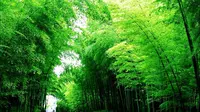 中国最壮观的竹海——蜀南竹海，竹林苍翠，烟波浩渺，如临仙境