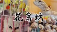 带你云逛嘉兴市月河街里面的花鸟市场！