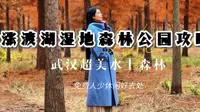 武汉绝美水上森林！免费人少休闲好去处：涨渡湖湿地森林公园攻略