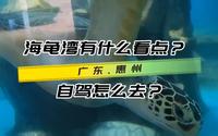 自驾惠州海龟湾，除了看海龟还有无敌海景，视频带攻略，请收藏哦