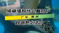 自驾惠州海龟湾，除了看海龟还有无敌海景，视频带攻略，请收藏哦