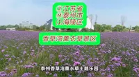 （泰州香草湾薰衣草景区）②江苏省Ⓜ泰州市⑴海陵区游玩景点分享