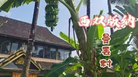西双版纳自由行之曼丢村，人气最旺的免费景点，网红打卡地，大批大批的旅游大巴带旅行团来的傣族村寨，相比于上期古朴的曼掌村，曼丢商业化非常发达，有超市和市场购物方便