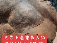 参差百态，乃幸福本源。此灵芝重230斤，高86厘米，底部周长340厘米，真乃世间奇珍。#萍乡博物馆