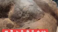 参差百态，乃幸福本源。此灵芝重230斤，高86厘米，底部周长340厘米，真乃世间奇珍。#萍乡博物馆