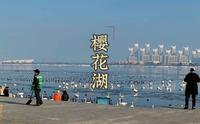 山东威海荣成樱花湖:大天鹅栖息宜居好地方湖海相接城市配套齐全