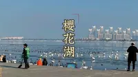 山东威海荣成樱花湖:大天鹅栖息宜居好地方湖海相接城市配套齐全