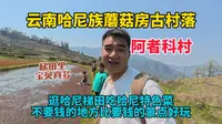 藏在云南哈尼梯田里的古村落阿者科，哈尼人就像住在童话世界里，房子是蘑菇屋，窗外风景是一幅画，简直太美了！