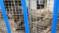 狮子，湘潭和平公园动物园