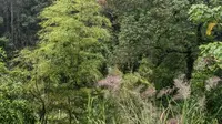 宜春百丈山。