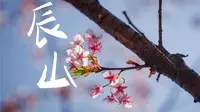 上海辰山植物园早樱 Vlog 4K｜将樱花拍成电影｜A7M5实拍