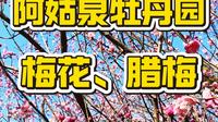 户县阿姑泉牡丹苑的梅花腊梅开了，目前免费