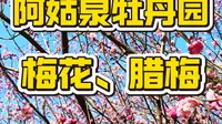 户县阿姑泉牡丹苑的梅花腊梅开了，目前免费