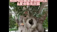 和田地区墨玉县梧桐树王&夏合勒克庄园