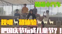 我的旅行日记之金华——锦林佛手文化园 萌萌羊驼憨憨小驴的快乐 彩色小车往前冲 浙江金华一天乐？！