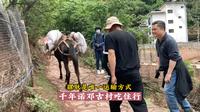 云南大理云龙县，千年诺邓古村吃住行，骡驮是唯一运输方式