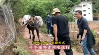 云南大理云龙县，千年诺邓古村吃住行，骡驮是唯一运输方式